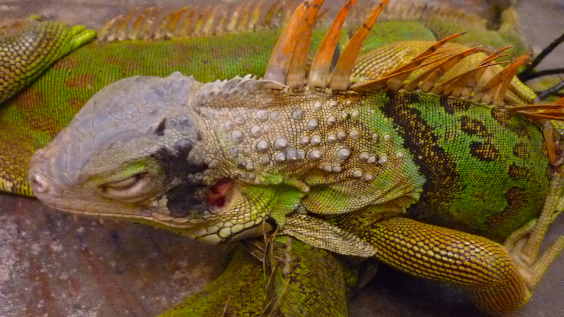 iguana elsavador